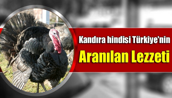 Kandıra'nın köy sakinlerince doğal ortamda yetiştirilen, lezzetiyle ünlü Kandıra hindisi,