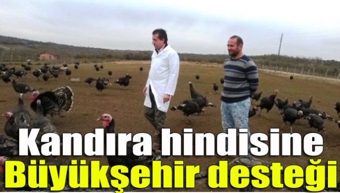 Büyükşehir Belediyesi Kandıra hindisi yetiştiriciliğinin önünü açıyor. Bu çerçevede hindi
