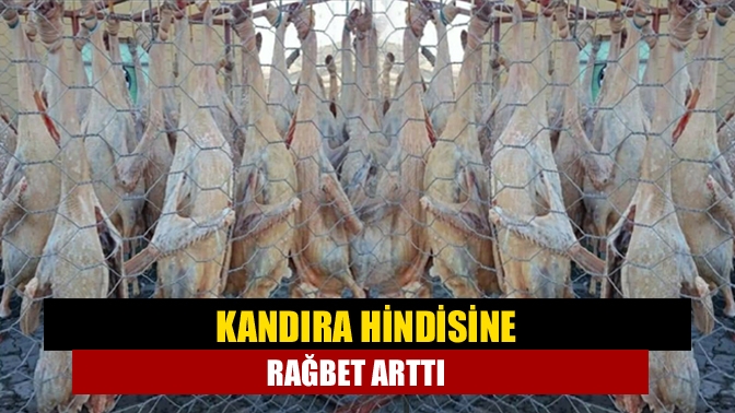 Kandıra Balaban Köyü’nde doğal ortamda geleneksel yöntemlerle yılbaşına özel yetiştirilen