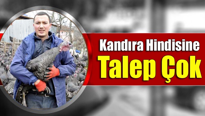Kandıra'da doğal ortamda yetiştirilen Kandıra hindisi yılbaşına günler kala yoğun