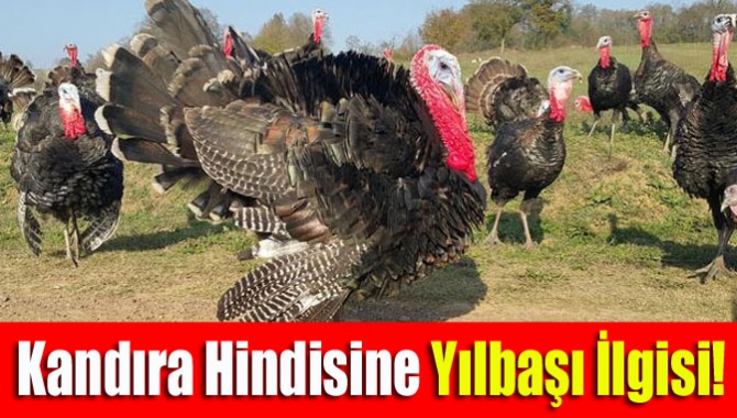 Kocaeli’nin Kandıra ilçesinde yetiştirilen hindilere, yılbaşına 9 gün kala talep