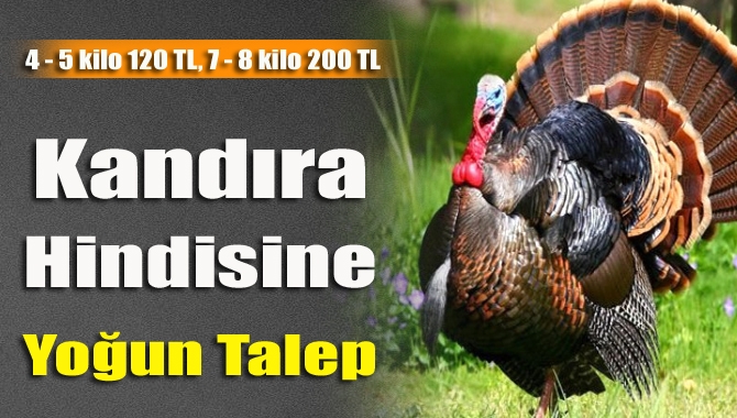 Kandıra'da yetiştirilen hindi, yılbaşına kısa süre kala yoğun talep görüyor.