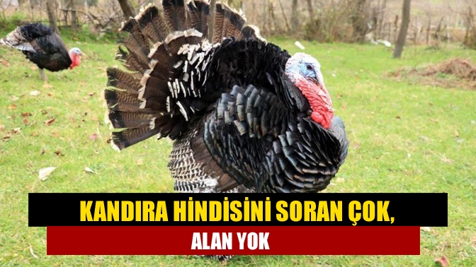 Yılbaşı sebebi ile aralık ayına özel üretimi gerçekleştirilen Kandıra hindisi