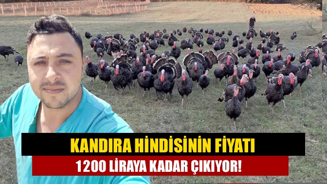 Kandıra’nın meşhur hindileri bu yılbaşında cep yakacak. Erkek hindilerde fiyat