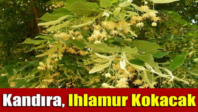 Orman ve Su İşleri Bakanlığı, Kocaeli ve Sakarya'da bin 480