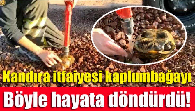 Kandıra ilçesinde anız yangını sırasında alevlerin arasında kalan bir kaplumbağa