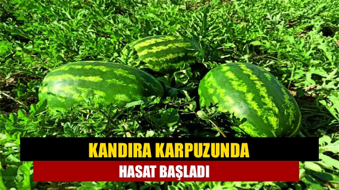 Kandıra'da yıllardır üretilen, yetiştirilmesi ve hasadı emek isteyen Kandıra karpuzu