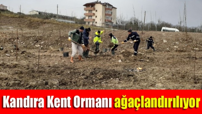 Dolgu alanı iken Kandıra Kent Ormanı’na dönüştürülen alanda ağaçlandırma çalışması