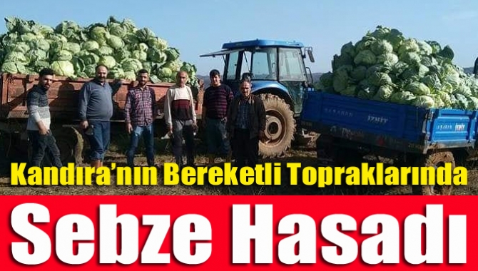 Kandıra’nın bereketli topraklarında üretilen kışlık sebzelerin hasadı yapılarak pazara iniyor.