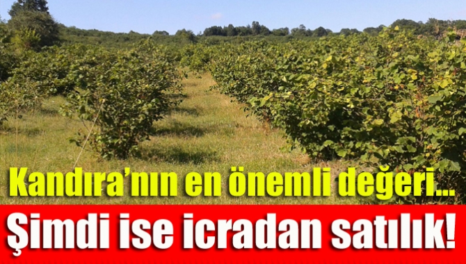 Kocaeli’nin tarım yapılan en önemli ilçesi olan Kandıra’da yine tarım