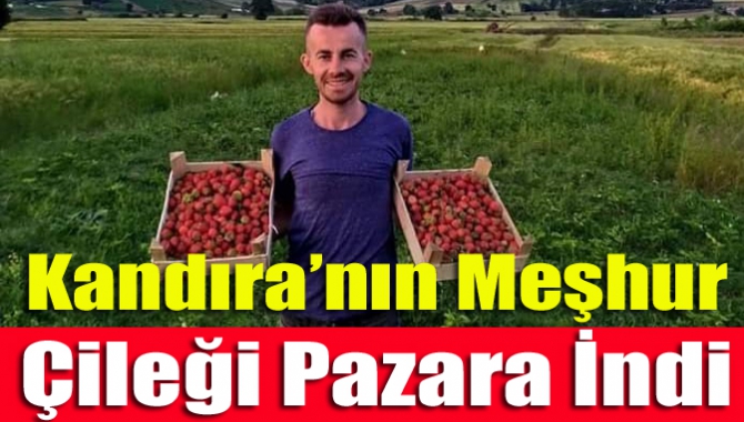 Kandıra'nın lezzetiyle ünlü meşhur çileği pazara indi. Tamamen doğal Kandıra