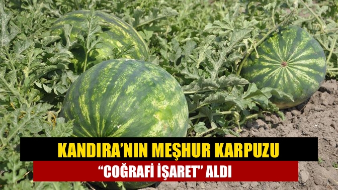Kandıra’da fındıktan sonra en bilinen tarım ürünü olan Kandıra karpuzu