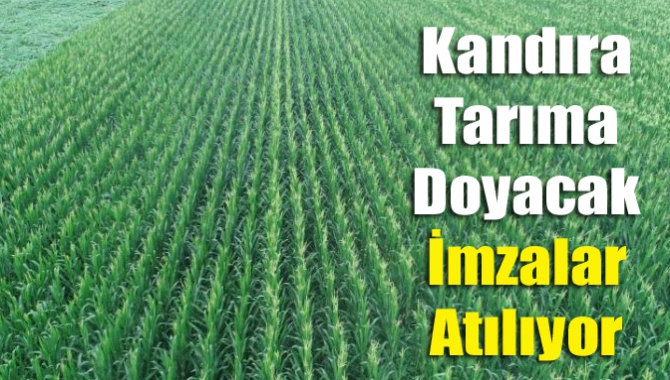 Kandıra tarımını ayağa kaldıracak olan Büyükşehir Belediyesi destekli tıbbi ve