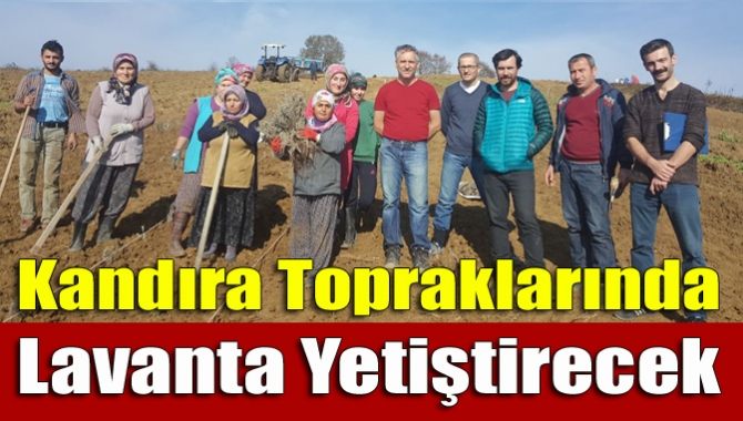 Kandıra’nın bereketli topraklarına ilk kez lavanta eken Fahri Buruş, Mayıs