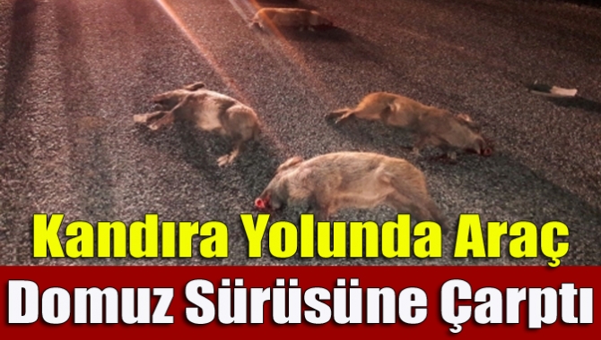 Kandıra-İzmit yolu Dalca-Yusufça sapağı arasında akşam saatlerinde domuz sürüsü yol
