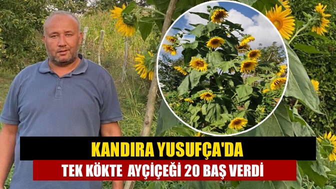 Kandıra Yusufça Mahallesi'nde Türkan Bayram'ın bahçesine ektiği ayçiçeği fidesi, tek