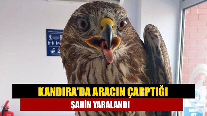 Kandıra'da aracın çarpması neticesinde yaralanan şahin tedavi altına alındı.