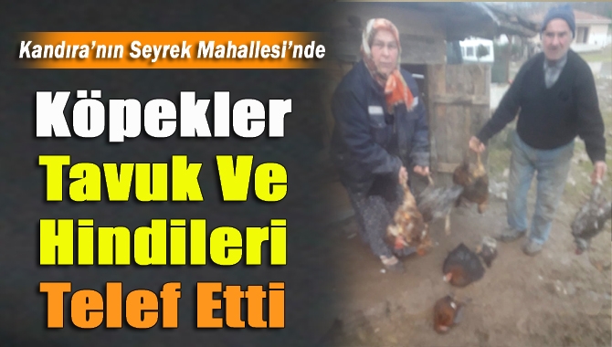 Seyrek’te Sefa Cansever’e ait kümese giren sokak köpekleri, 9 tavuk