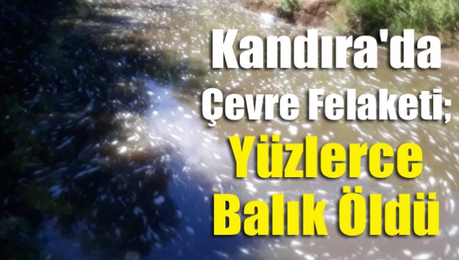 Kandıra'nın Duraçalı Mahallesi Alaybey mevkiinde bulunan Yulaflı Deresinde yüzlerce balık