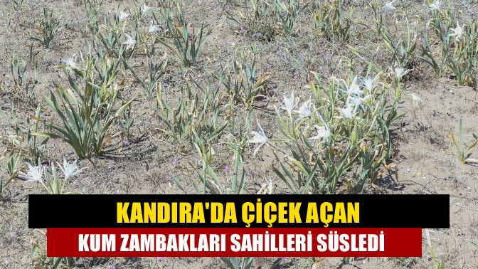 Kandıra'nın Çamkonak Mahallesi Uzunkum sahilinde çıkan kum zambakları sahilleri süslemeye