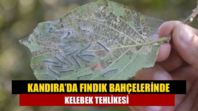 Kandıra genelindeki fındık bahçelerinde son günlerde Amerikan Beyaz Kelebeği görülmeye