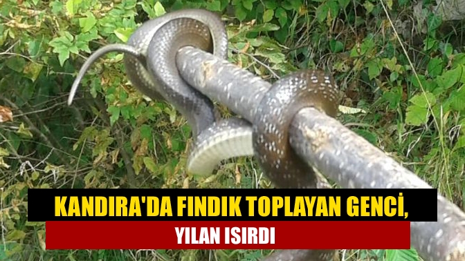 Kandıra'da bahçede fındık toplarken yılanın ayağını sokması neticesinde hastanelik oldu.