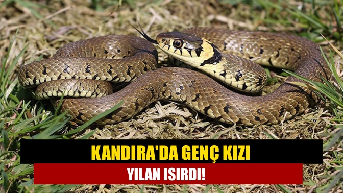 Kandıra'da bahçede oturan 18 yaşındaki genç kız, yılan sokması neticesinde