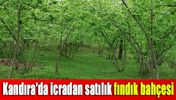 Kocaeli’nin tarım yapılan en önemli ilçesi olan Kandıra’da yine tarım