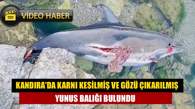 Kandıra Cebeci sahilinde karnı kesilmiş ve gözü çıkarılmış yunus balığı
