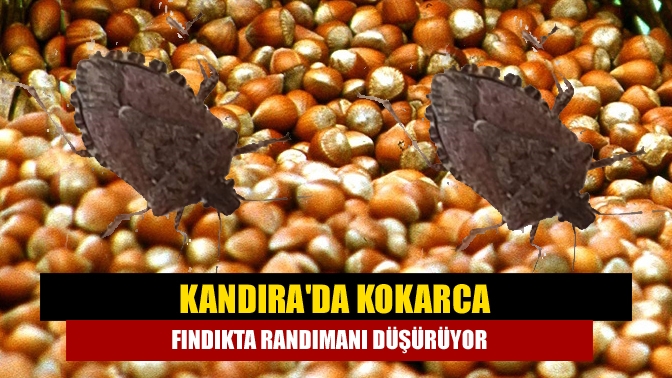 Kandıra'da son yıllarda görülmeye başlayan, fındık için önemli bir tehdit