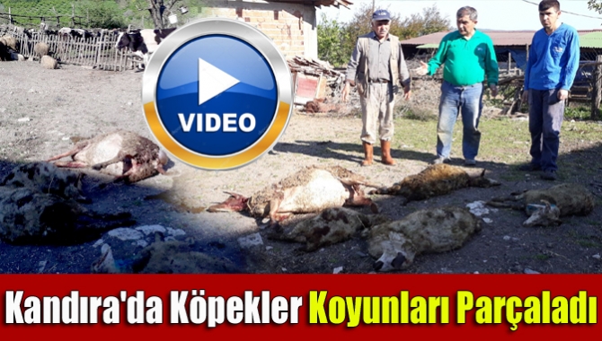 Kandıra Çerçilik Köyü'nde bir ahıra giren sokak köpeklerinin saldırısı sonucu