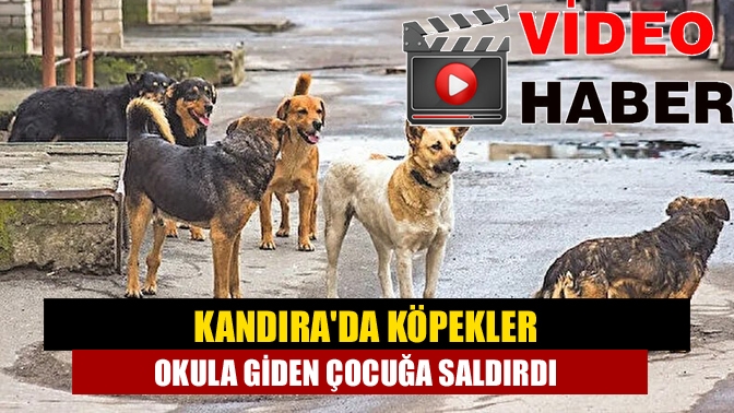 Kandıra'da okula giden çocuğa üç köpek saldırdı. Köpekler yere düşen