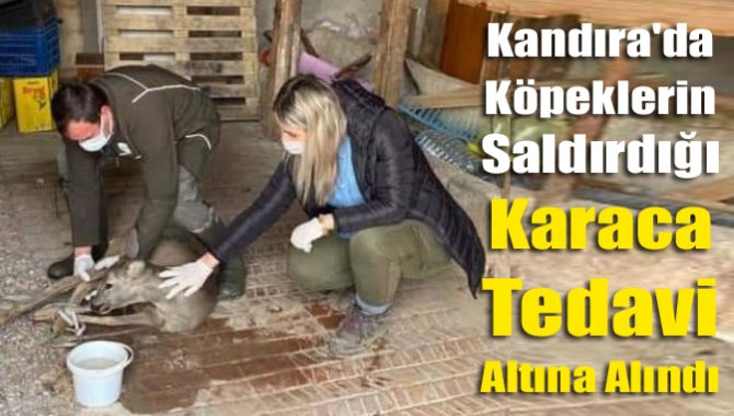Kandıra Kocakaymaz Mahallesi'nde köpeklerin saldırdığı karaca, Ormanya Doğal Yaşam Parkı'nda