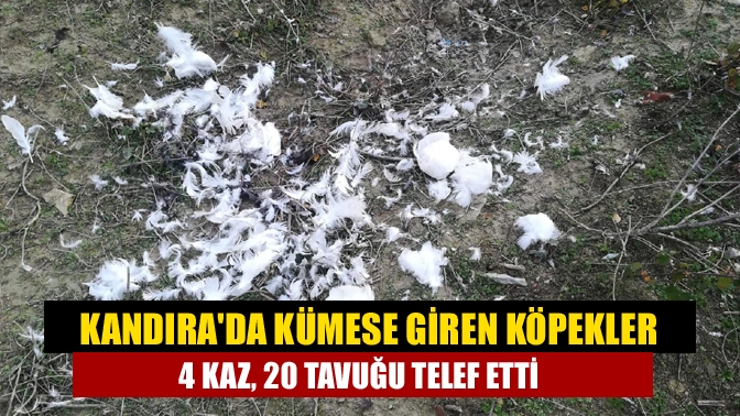 Kandıra Akdurak Mahallesi’nde bir evin bahçesinde 4 kaz ve 20