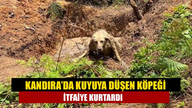 Kandıra Akçabeyli Mahallesi'nde kuyuda mahsur kalan köpek, itfaiye ekipleri tarafından