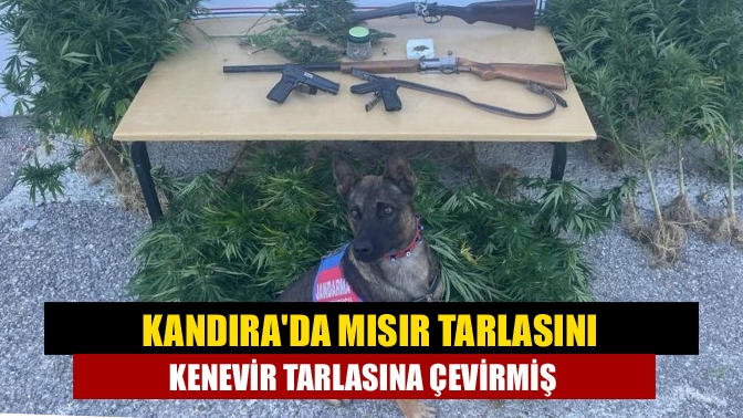 Kandıra'da düzenlenen operasyonda 23 kök kenevir, 200 gram kubar esrar,