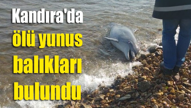 Kandıra  Bağırganlı Limanı ve Kerpe sahillerinde ölü yunus balıkları