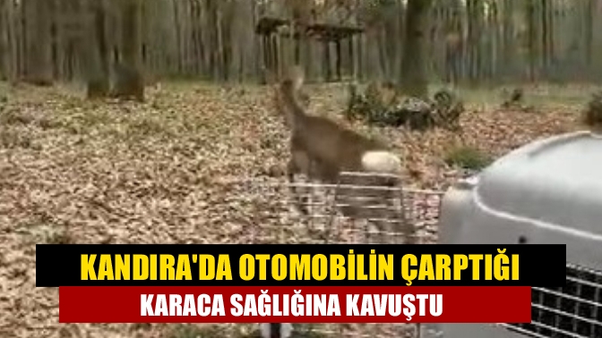Kandıra'da otomobil çarpması sonucu yaralı halde bulunan karaca Ormanya'da tedavi