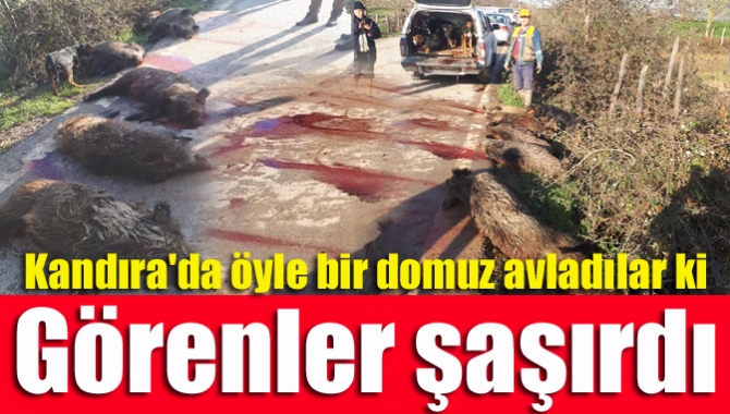 Kandıralı avcılar, Aladağ bölgesinde öyle bir domuz  avladı ki