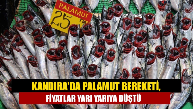 Kandıra'da palamut sezonunun başlamasıyla birlikte bu yıl balıkçı ağları adeta