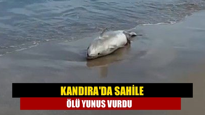 Cebeci Sahiline ölü yunus balığı vurdu, ekipler ölü yunusu incelemek