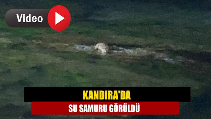 Kandıra'nın Cebeci Sahili'nde nesli tükenmekte olan yaban hayvanları listesinde yer