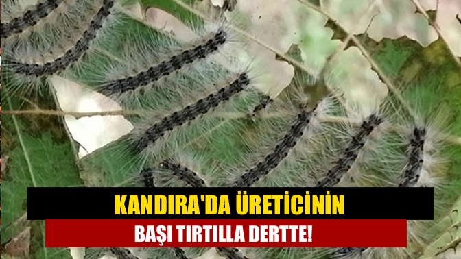 Ülkemizde oldukça sık görülen ve Amerikan Beyaz Kelebeği Zararlısı olarak