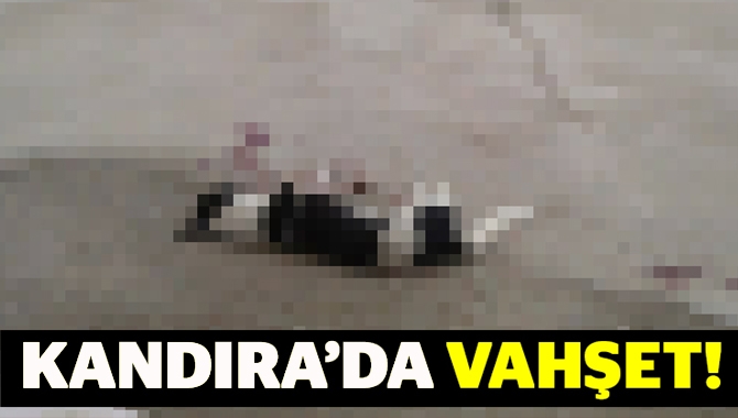 Kandıra’da okul bahçesinde köpeği vurdular. Olayla ilgili KOHAYDER suç duyurusunda