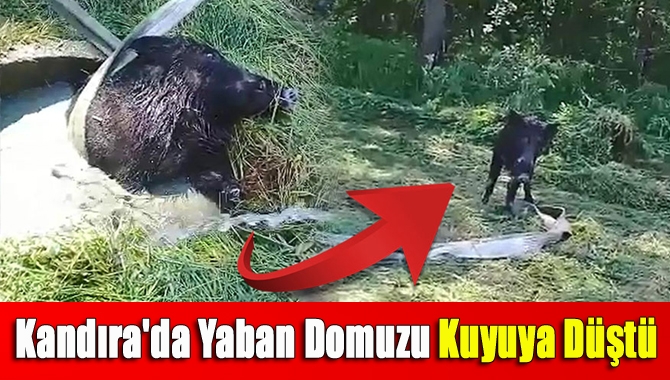 Kandıra'da su dolu kuyuya düşen yaban domuzu, itfaiye ekipleri tarafından