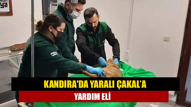 Kandıra'da duyarlı bir vatandaş, yolda yaralı olarak  bulduğu Çakal’a