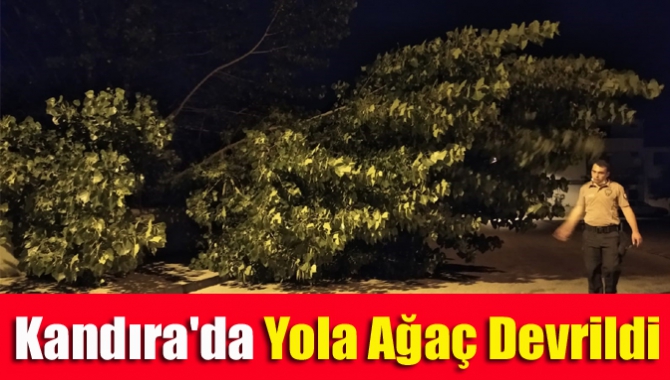 Kandıra Çarşı Mahallesi’nde kökleri çürüyen kavak ağacı, önceki gece aniden