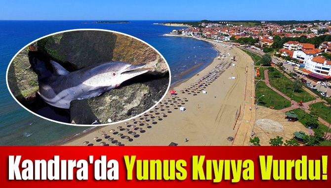 Kandıra ilçesinde ölü halde sahile vuran yunusun yapılan kontrollerde herhangi