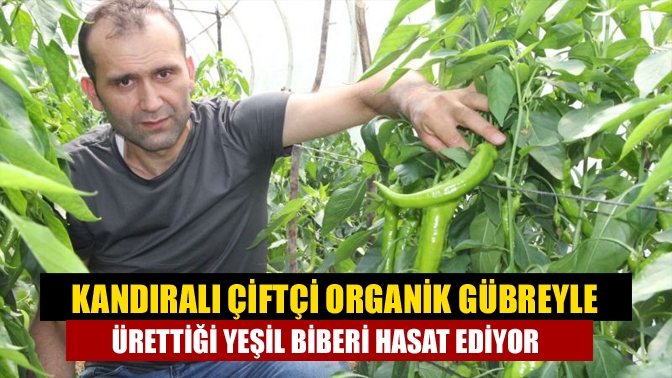 Kandıralı çiftçi Ercan Tokdemir, arazisine kurulu serasında organik gübreyle ürettiği
