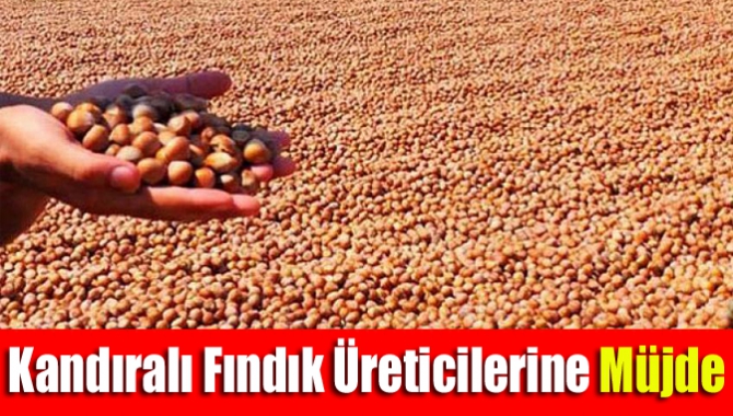 AK Parti Kocaeli İl Başkanlığı, fındık üreticilerine müjdeli haberi verdi